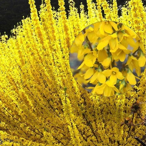 Forsythia x intermedia 'Week End' - Värdforsüütia 'Week End' C5/5L